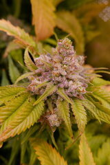 12:12 +72 - grrrrrrrraine Kush.JPG