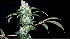 FLO+63 Blueberry Banana bud.JPG