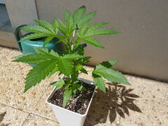20240603_153229.jpg