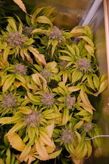 12:12 +72 - Lockdown Kush.JPG