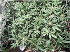FLO+36 Scrog UK.jpg