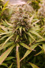 12:12 +72 - orient express bud.JPG