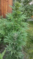 S.gorilla et S.banana fastbuds