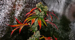 Sour D
