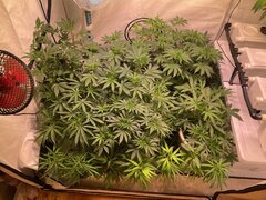 IMG_7154.jpeg