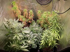 IMG_7162.jpeg