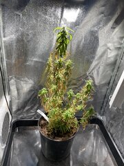 Original Haze