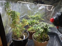 IMG_7165.jpeg