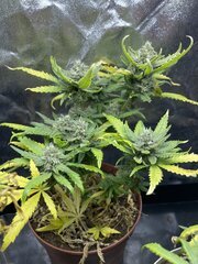 Exodus x Freakshow F3