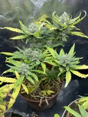 IMG_7167.jpeg