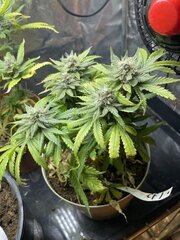 Exodus x Freakshow F3