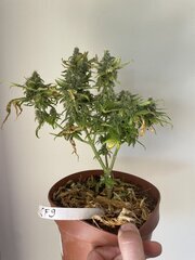 Exodus x Freakshow F2 #9