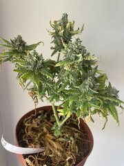 Exodus x Freakshow F2 #9