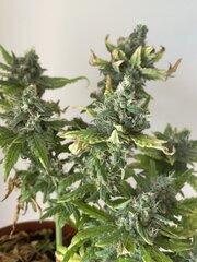 Exodus x Freakshow F2 #9