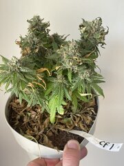 Exodus x Freakshow F2 #1