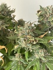 Exodus x Freakshow F2 #1