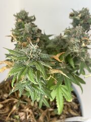 Exodus x Freakshow F2 #1