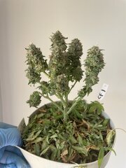 Exodus x Freakshow F2 #1