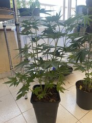 Dirty Banana x Come Back Kush Male