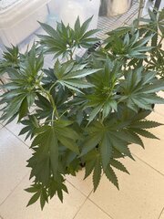 Dirty Banana x Come Back Kush Male