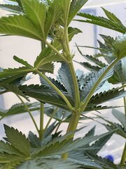 Dirty Banana x Come Back Kush Male