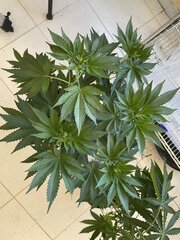 Dirty Banana x Come Back Kush Male