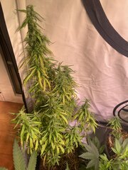 Original Haze