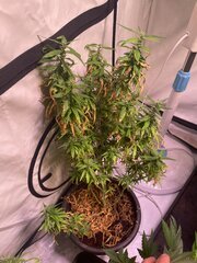 Original Haze
