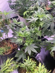 Dirty Banana x Come Back Kush
