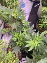 Dirty Banana x Come Back Kush