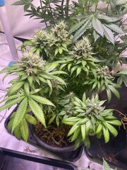 Neville Haze S1