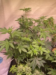 Tropicanna Punch BX1