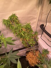 NL5Haze