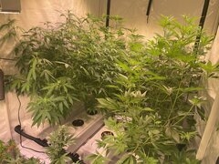 IMG_7393.jpeg
