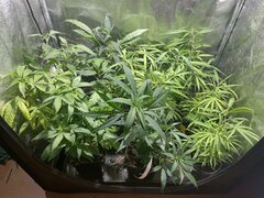 IMG_7396.jpeg