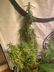 Original Haze