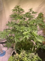 Tropicanna Punch BX1