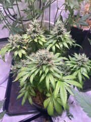 Neville Haze