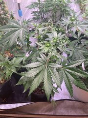 Tropicanna Punch BX1