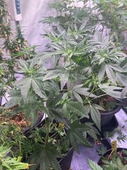 Dirty Banana x Come Back Kush