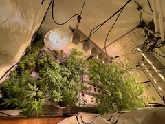 IMG_7495.jpeg