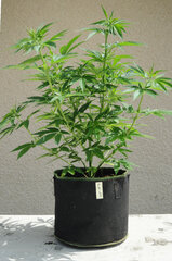 AK 47