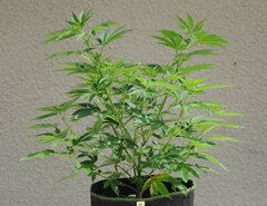 SENSI PURPLE KUSH