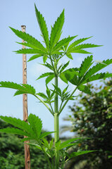AMNESIA AUTO OUT