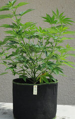 SENSI PURPLE KUSH