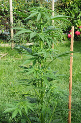 AMNESIA AUTO