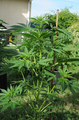 AMNESIA AUTO