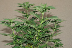 AK47