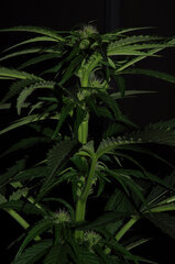 AMNESIA AUTO OUT