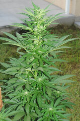 AMNESIA AUTO OUT #1